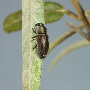 Anilara sp. Ki Ki, PL4393A, male, on Lasiopetalum baueri (PJL 3380) for photo, SE, 4.9 × 2.1 mm